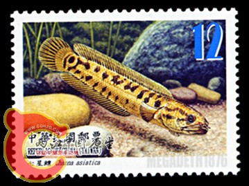 Channa Asiatica 七星鳢.jpg