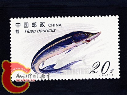 Huso Dauricus 鳇.jpg