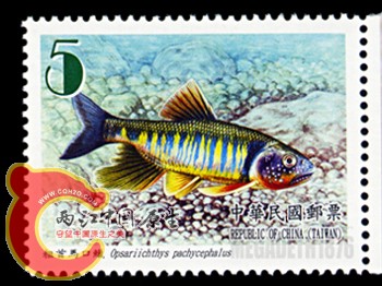 Opsariichthys Pachycephalus 粗首马口鱲.jpg