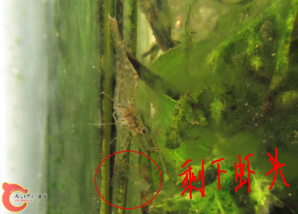 虾捡虾头吃.jpg