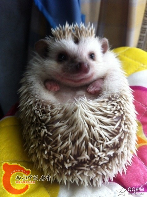 image.jpg