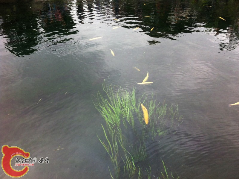 村子里的虹鳟
