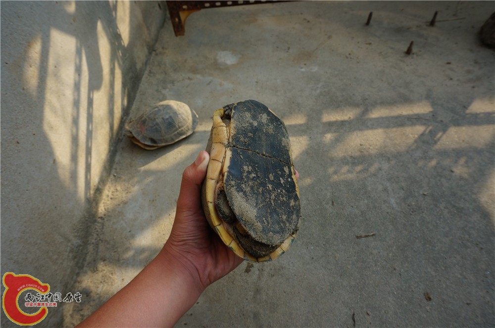 黄缘16.jpg