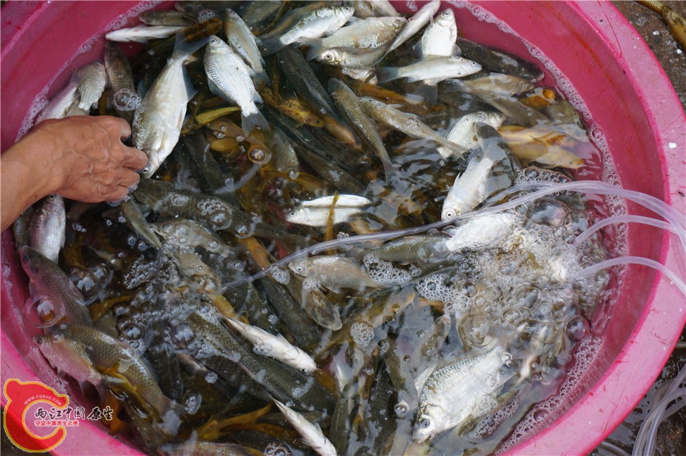 鱼摊06.jpg