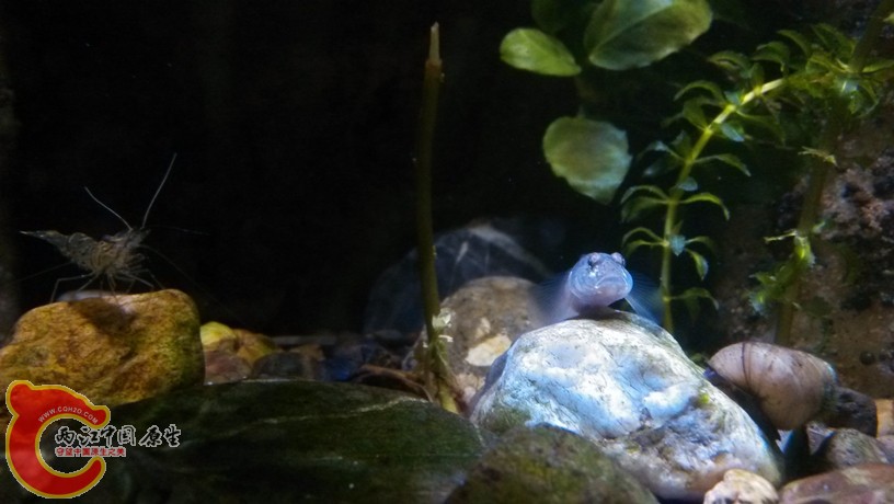 ziling.jpg ziling.jpg