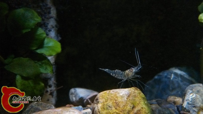 xiaobai.jpg xiaobai.jpg