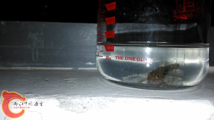 tangli.jpg tangli.jpg