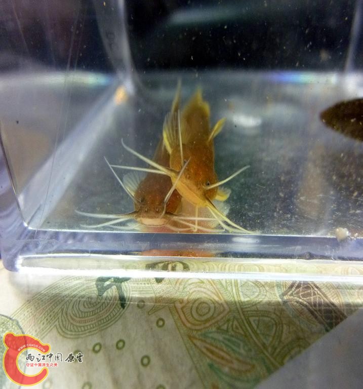 这是什么鱼，求解