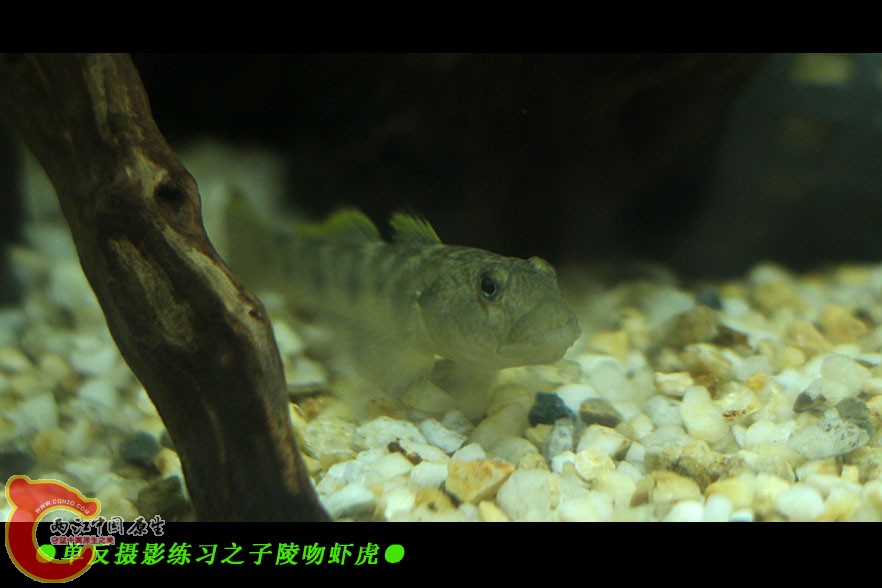 子陵吻虾虎-01.jpg