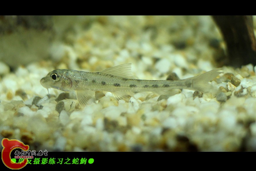 蛇鮈-01.jpg
