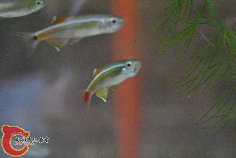 DSC_0207_副本.jpg