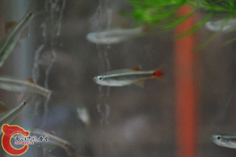 DSC_0212_副本.jpg