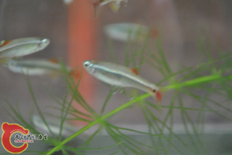 DSC_0213_副本.jpg
