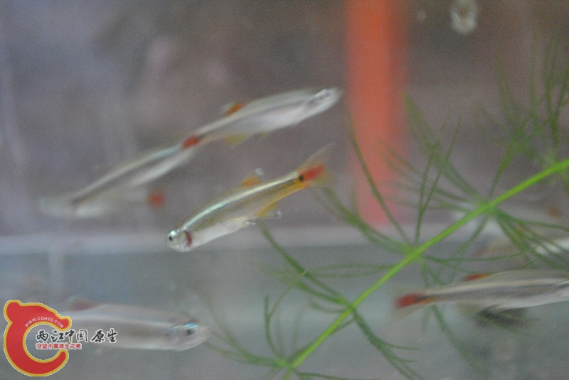 DSC_0214_副本.jpg