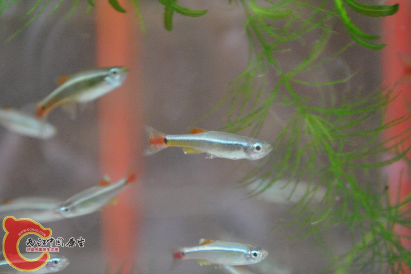 DSC_0215_副本.jpg
