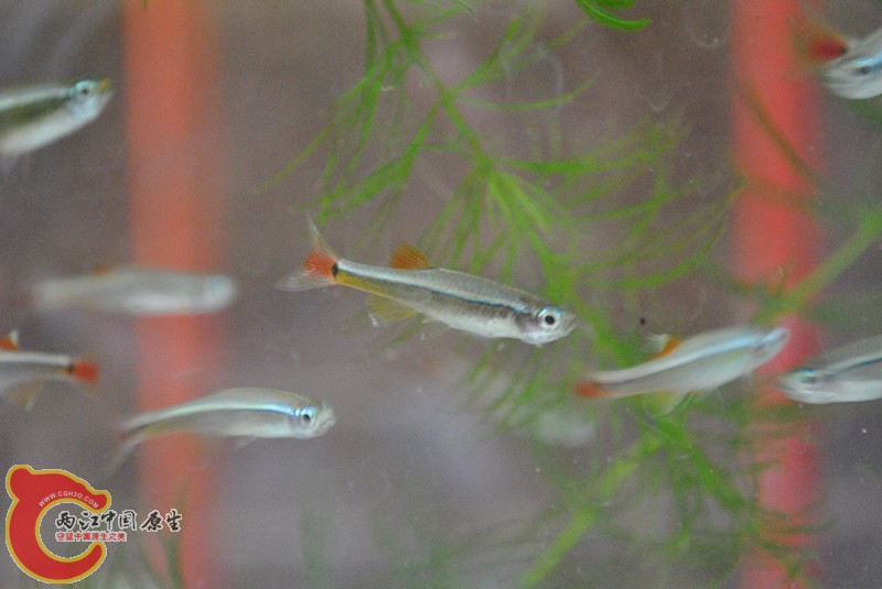 DSC_0216_副本.jpg