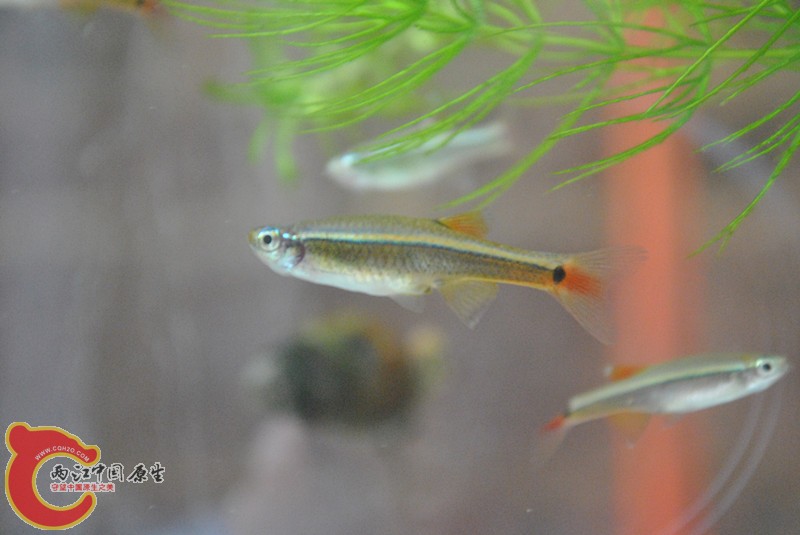 DSC_0234_副本.jpg