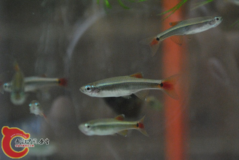 DSC_0236_副本.jpg