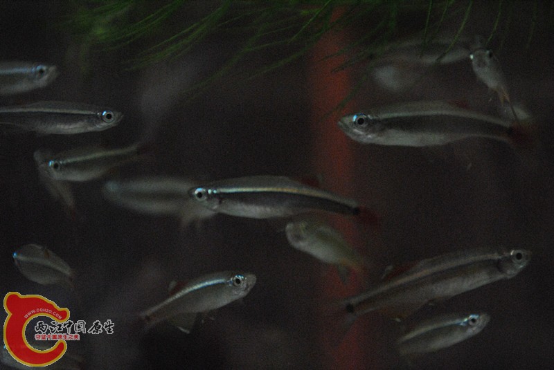 DSC_0237_副本.jpg