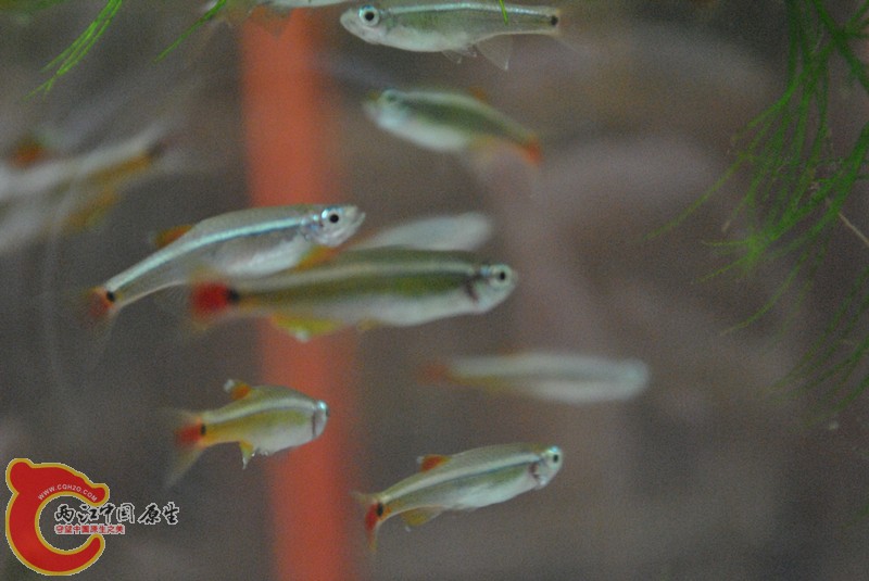 DSC_0238_副本.jpg