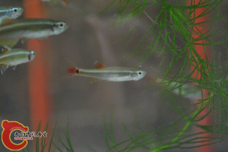 DSC_0239_副本.jpg