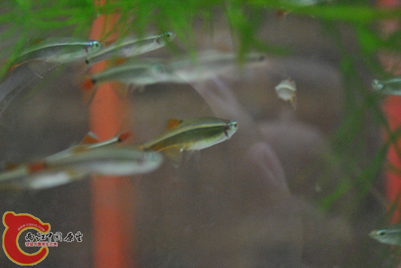 DSC_0240_副本.jpg