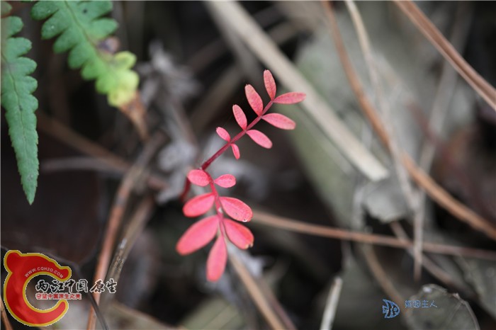 照片 005.jpg
