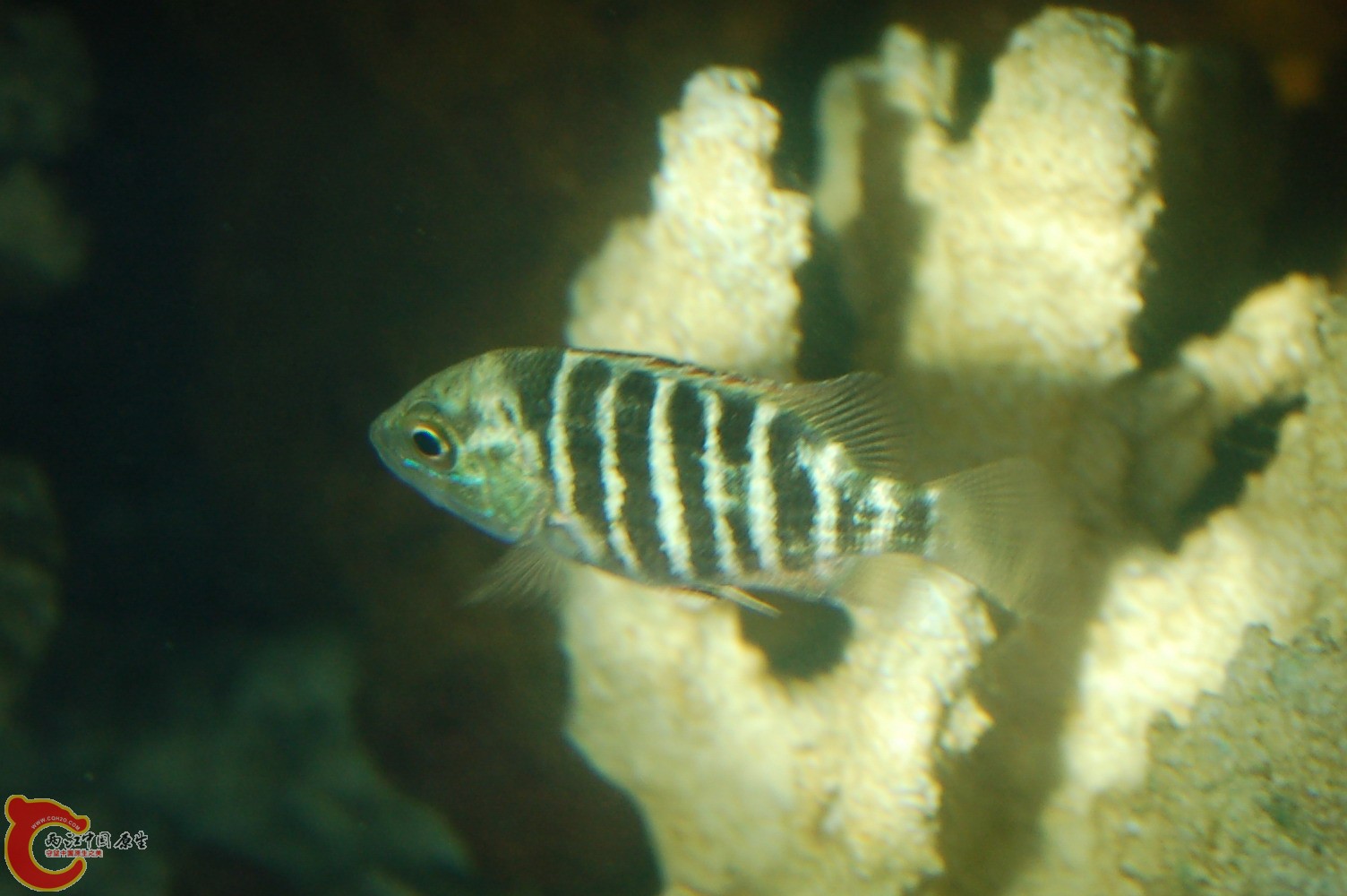 DSC_0056.JPG DSC_0056.JPG