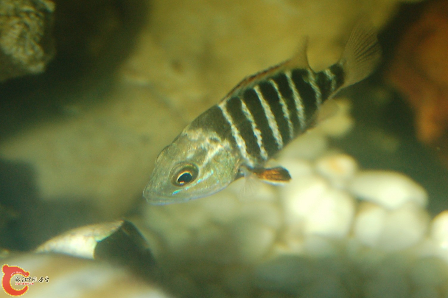 DSC_0086.JPG DSC_0086.JPG