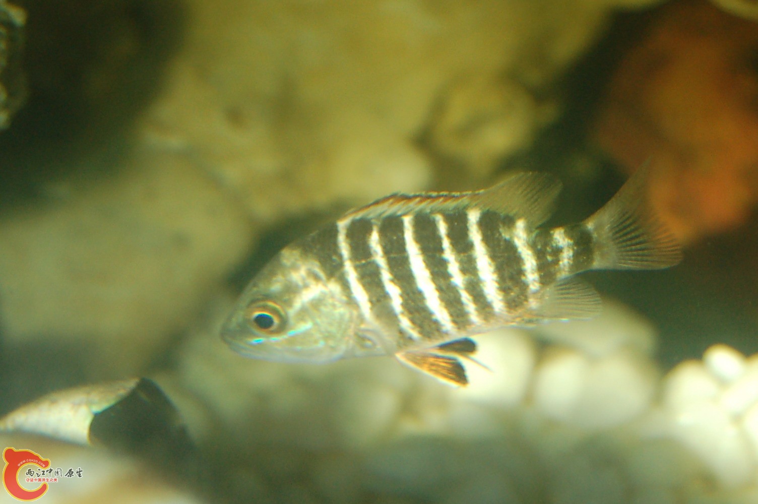 DSC_0087.JPG DSC_0087.JPG