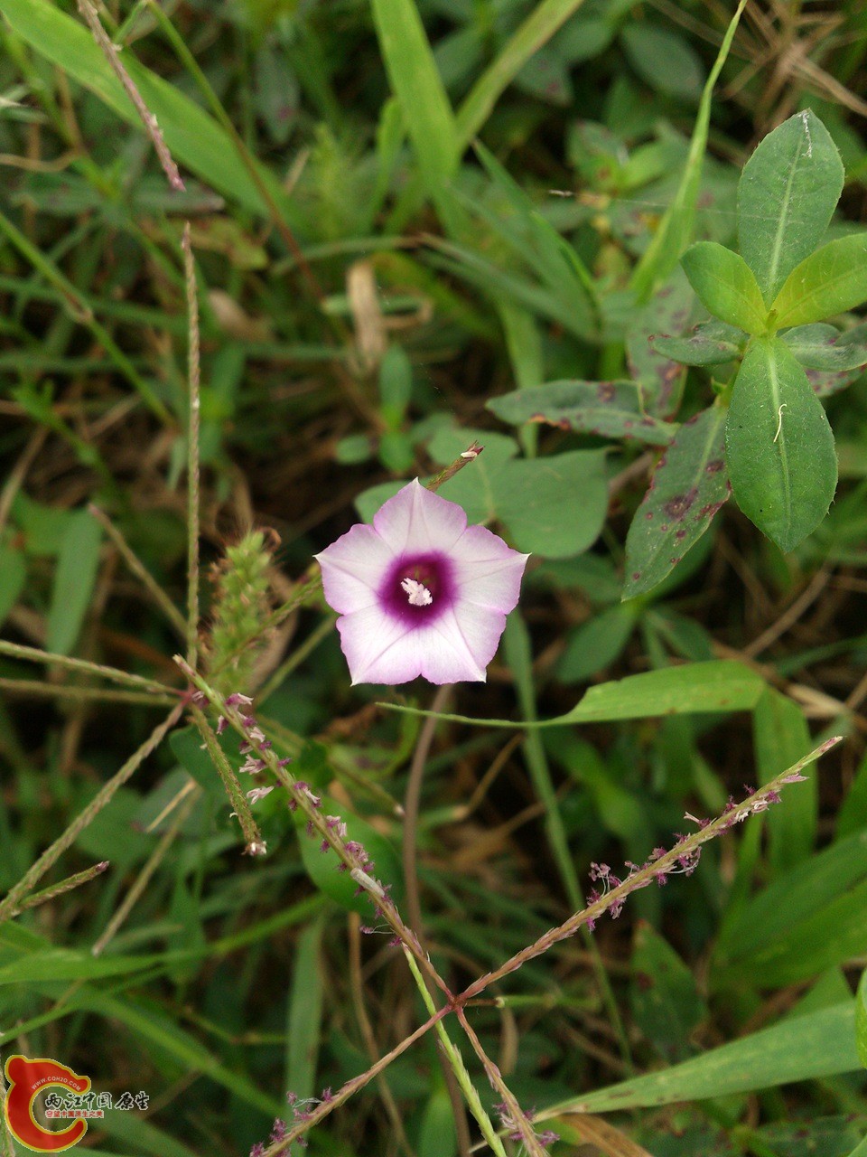 DSC_0165_副本.jpg