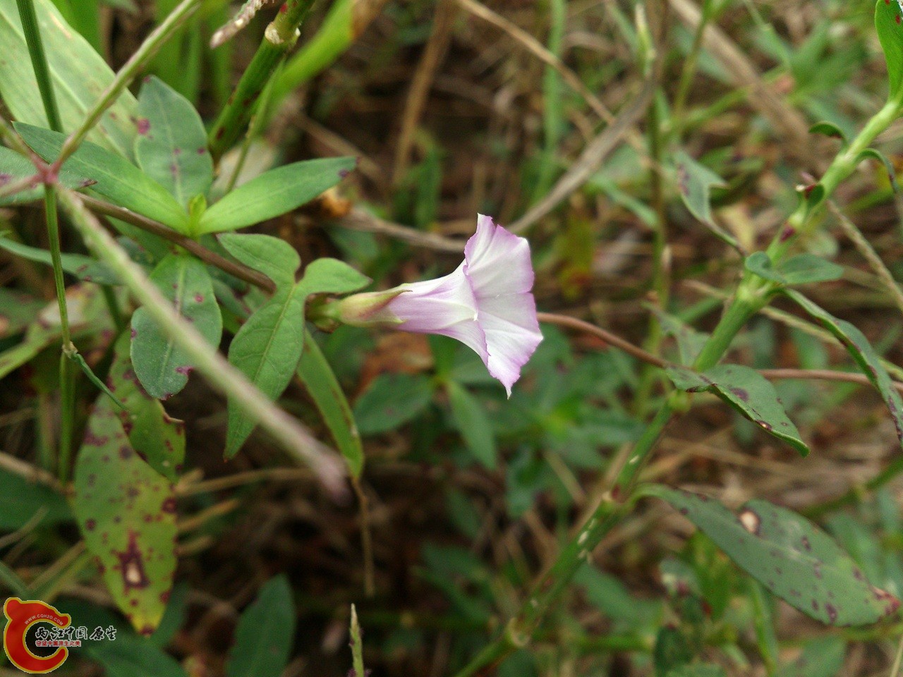 DSC_0166_副本.jpg