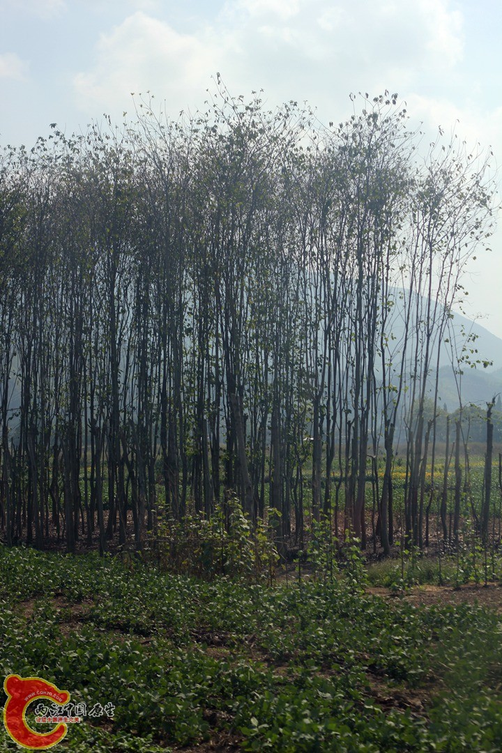 IMG_1044_副本.jpg