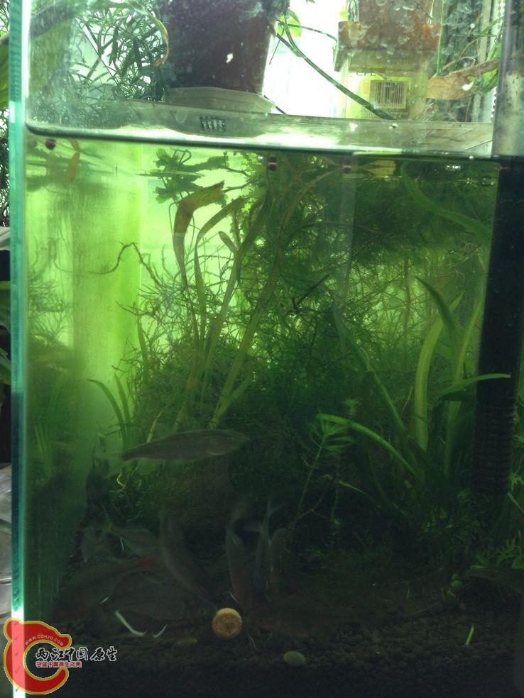 这张主角是彩副鱊