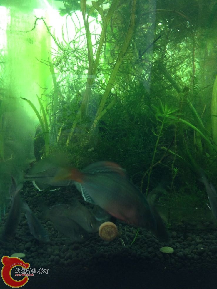 越南飘过   飘太快了