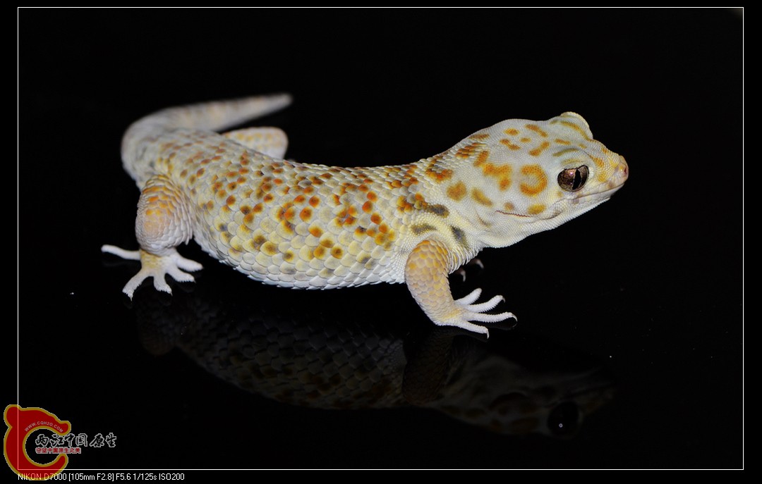 DSC_8812.jpg