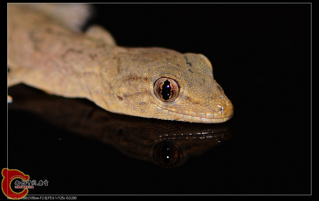 DSC_9531.jpg