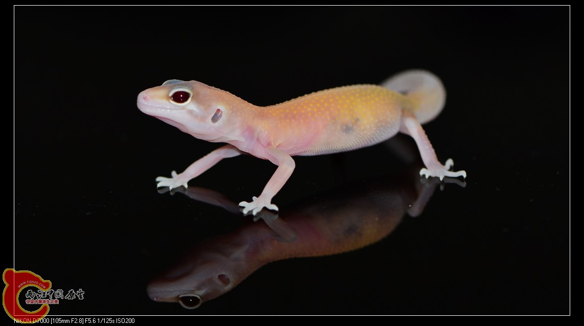 DSC_9852.jpg