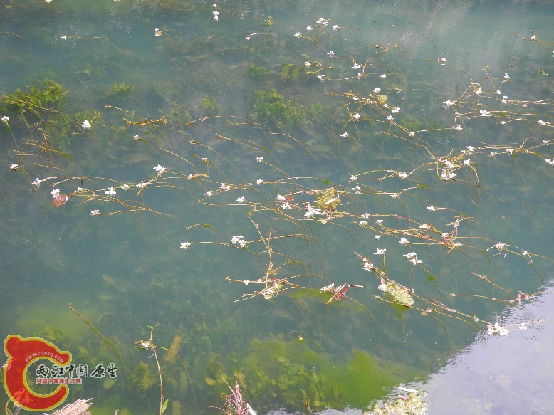 海菜花2