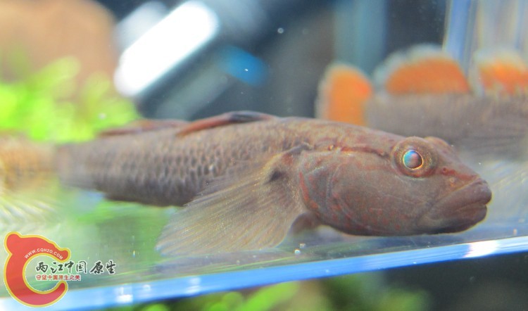 是神农呢还是溪吻