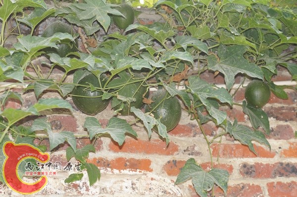 不知名植物结实