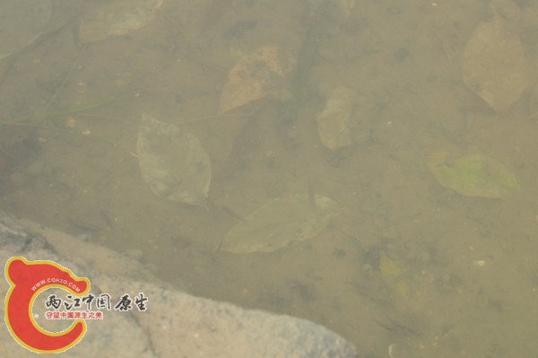 小鱼无数