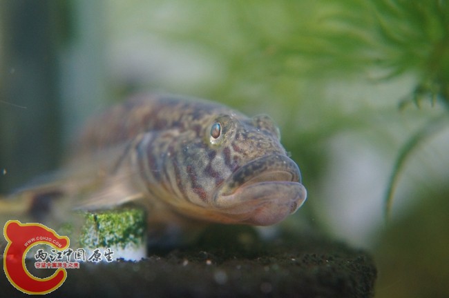 憨厚的大嘴唇！！