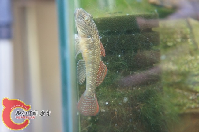 母鱼也漂亮啊！！