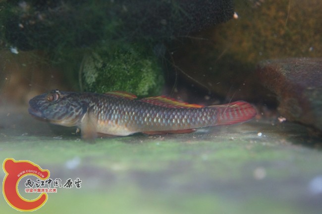 小公鱼开始发色了！