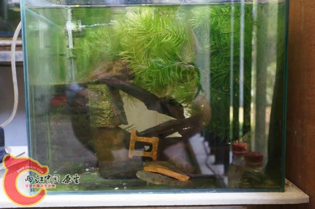 鱼缸全景照！