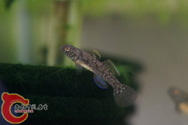 开凑数的粘皮！！