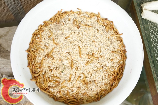 主要伙食