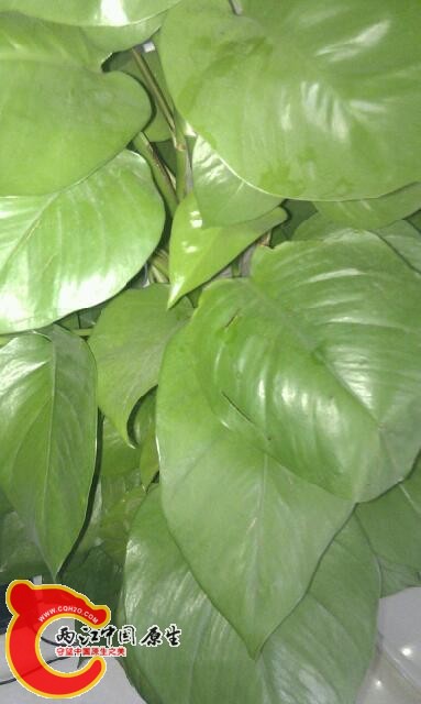 scan20131014040935.jpg