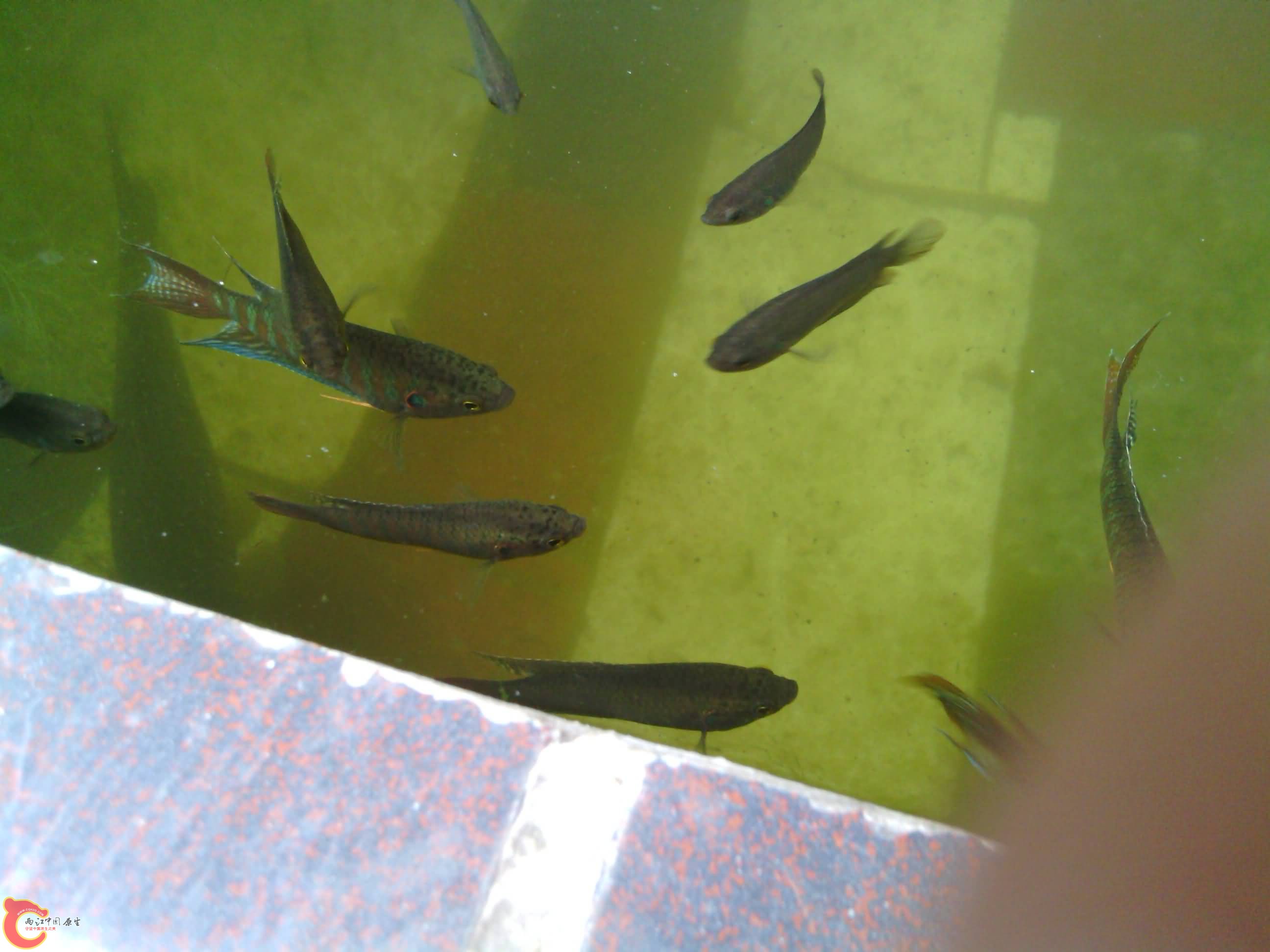 IMG_20130809_154916.jpg